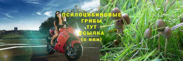 ПСИЛОЦИБИНОВЫЕ ГРИБЫ Арсеньев